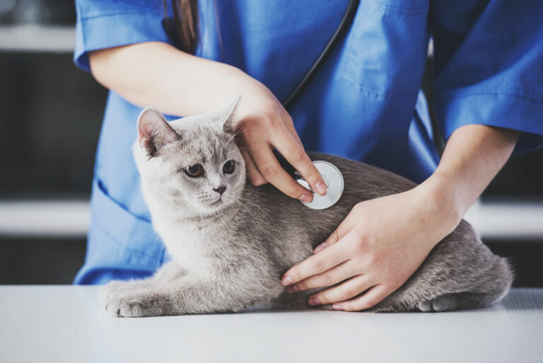 Communication de clinique vétérinaire pour chat